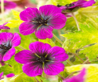 Storchschnabel (Geranium 'Sandrine')