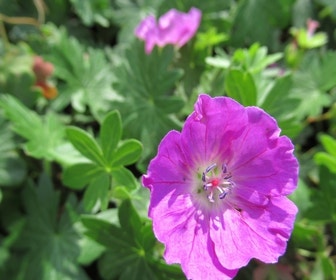 Storchschnabel (Geranium sanguineum 'New Hampshire Purple')