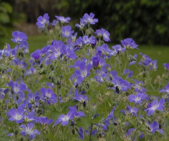 Storchschnabel (Geranium sylvaticum 'Mayflower')