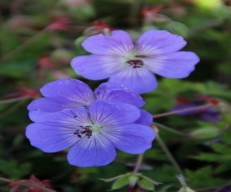 Storchschnabel (Geranium wallichianum 'Buxton's Variety')