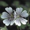 Storchschnabel (Geranium renardii)