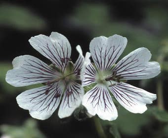 Storchschnabel (Geranium renardii)