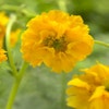 Nagelkraut (Geum chiloense 'Lady Stratheden')
