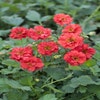 Nagelkraut (Geum chiloense 'Mrs Bradshaw')