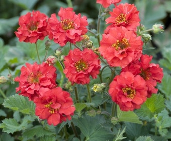 Nagelkraut (Geum chiloense 'Mrs Bradshaw')