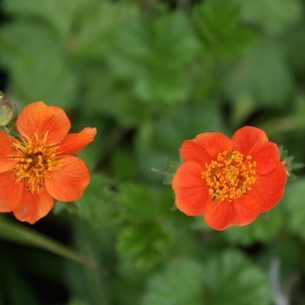 Nagelkraut (Geum coccineum 'Borisii')