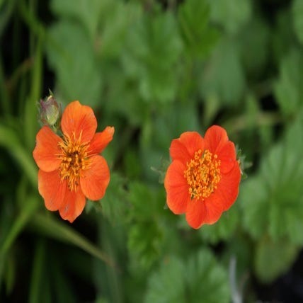 Nagelkraut (Geum coccineum 'Borisii') BIO