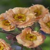 Nagelkraut (Geum 'Mai Tai') BIO