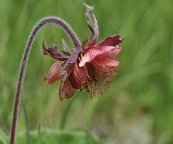 Nagelkraut (Geum rivale)