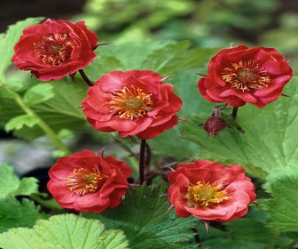 Nagelkraut (Geum rivale 'Flames of Passion')