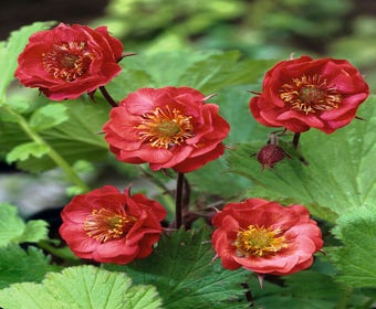 Nagelkraut (Geum rivale 'Flames of Passion')