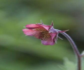 Nagelkraut (Geum rivale 'Leonard's Variety')