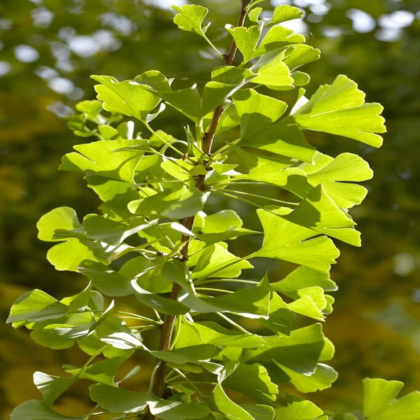 Japanischer Nussbaum (Ginkgo biloba 'Obelisk')