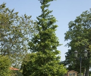 Japanischer Nussbaum als Strauch (Ginkgo biloba)