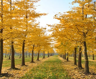 Große Ginkgo (Ginkgo biloba)