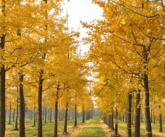 Große Ginkgo (Ginkgo biloba)