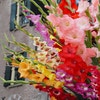 Gladiolen (Gladiolus großblumig Mix)