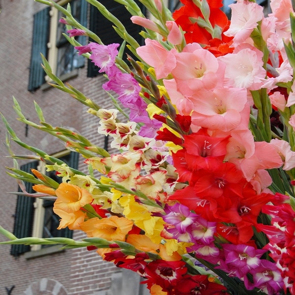 Gladiolus grootbloemig mix