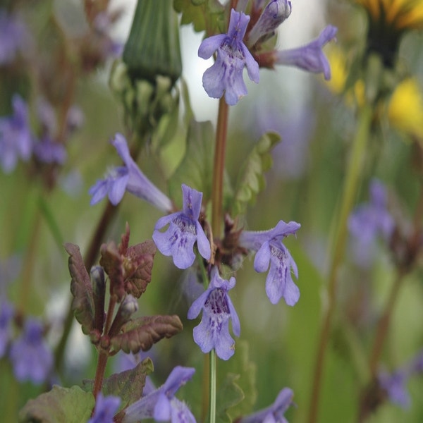 Gundermann (Glechoma hederacea)