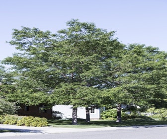 Falscher Christusdorn (Gleditsia triacanthos)