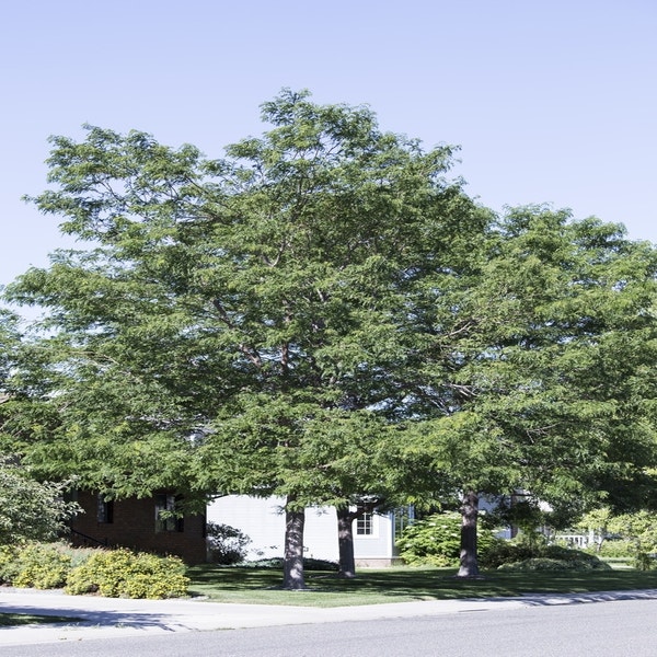 Falscher Christusdorn (Gleditsia triacanthos)