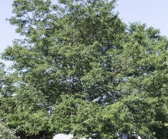 Falscher Christusdorn (Gleditsia triacanthos)