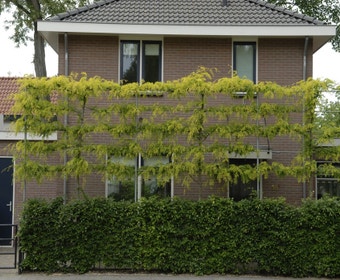 Falsche Christusdorn als Spalierbaum (Gleditsia triacanthos 'Sunburst')
