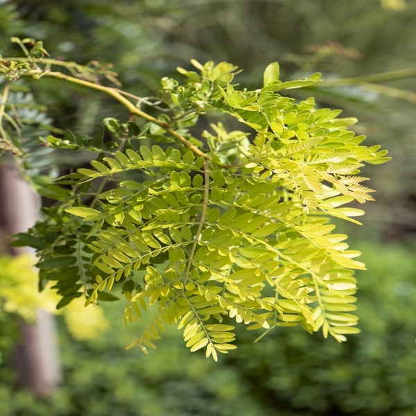 Gelbblättrige Christusdorn als Strauch (Gleditsia triacanthos 'Sunburst')