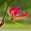Prachtlelie (Gloriosa 'Rotschildiana')