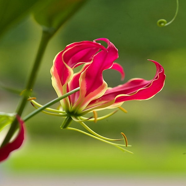 Gloriosa 'Rotschildiana'