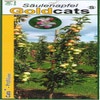 Säulenapfel (Malus domestica 'Goldcats')