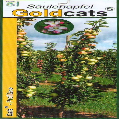 Säulenapfel (Malus domestica 'Goldcats')