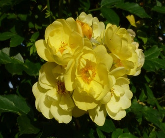 Kletterrose (Rosa 'Golden Age')