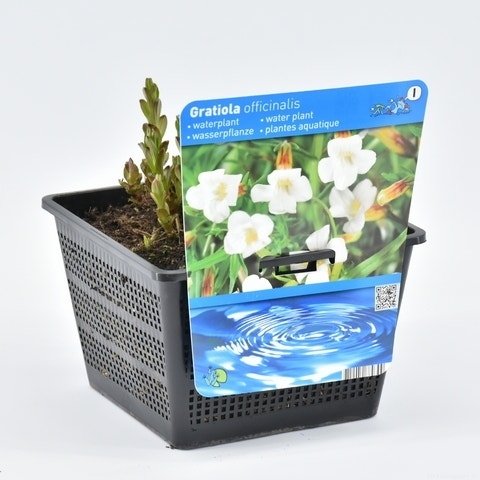 Gratiola officinalis 18 cm mand