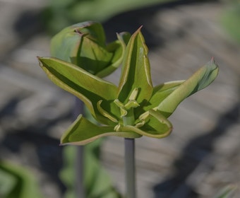Tulpe (Tulipa 'Green King')