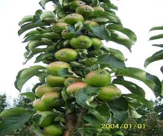 Säulenapfel (Malus domestica 'Greencats')