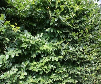Buchenhecke (Fagus sylvatica)