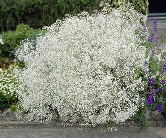 Gipskraut (Gypsophila paniculata)