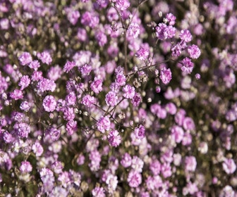 Gipskraut (Gypsophila paniculata 'Flamingo')