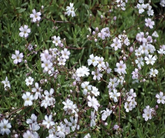 Kriechendes Gipskraut (Gypsophila repens 'Alba')
