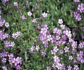 Gipskraut (Gypsophila repens 'Rosea')