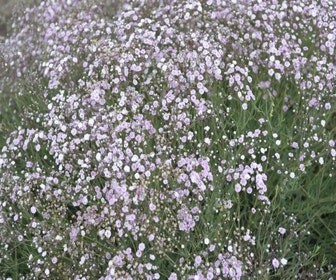 Gipskraut (Gypsophila 'Rosenschleier')