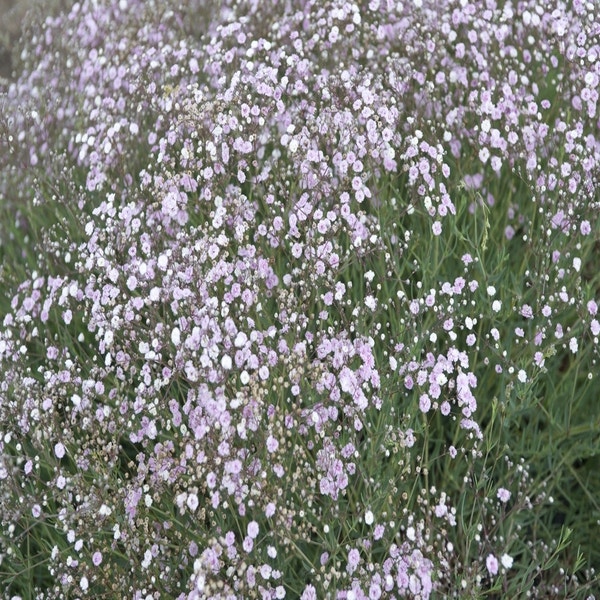 Gipskraut (Gypsophila 'Rosenschleier')