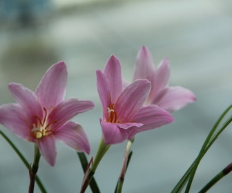 Regenlilie (Habranthus robustus)