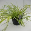 Japanisches Berggras (Hakonechloa macra 'Aureola')