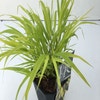 Japanisches Berggras (Hakonechloa macra 'Sunflare')