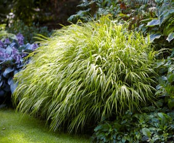 Japanisches Berggras (Hakonechloa macra)