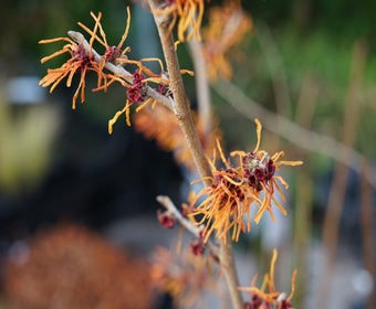 Zaubernuss (Hamamelis intermedia 'Jelena')