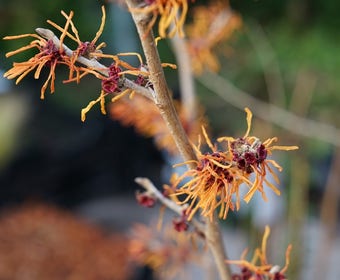 Zaubernuss (Hamamelis intermedia 'Jelena')
