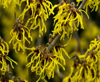 Zaubernuss (Hamamelis intermedia 'Arnold Promise')